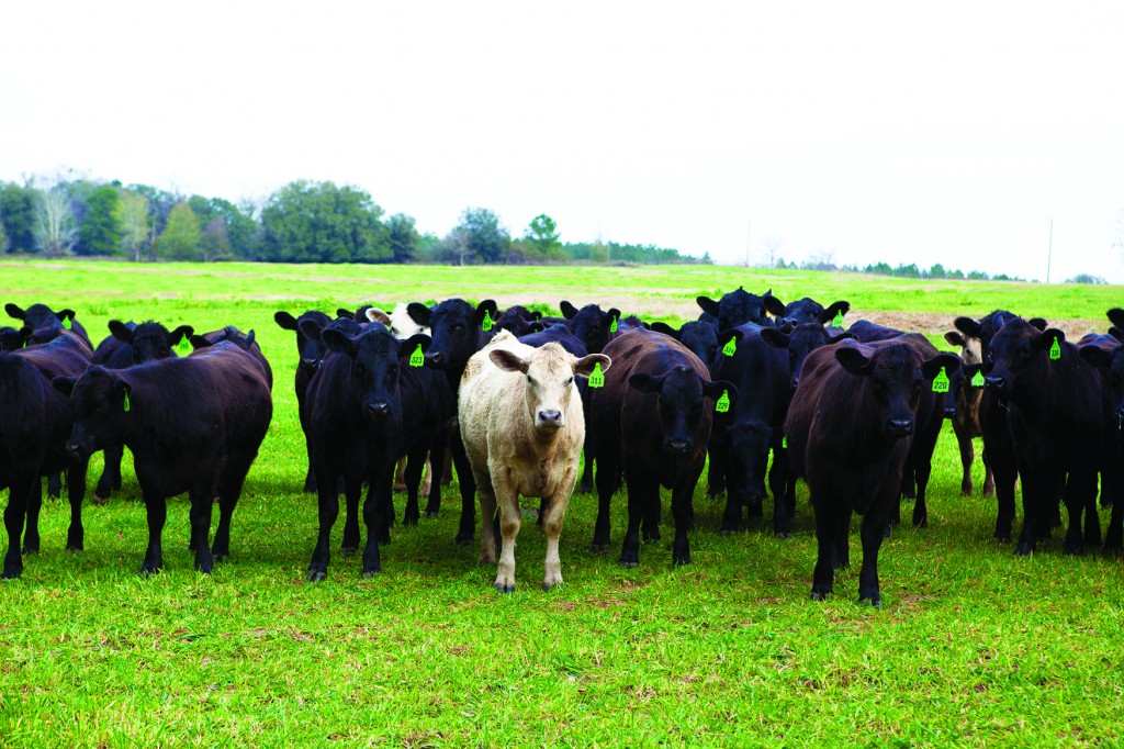 Boyd Farms 3313 Ccsz