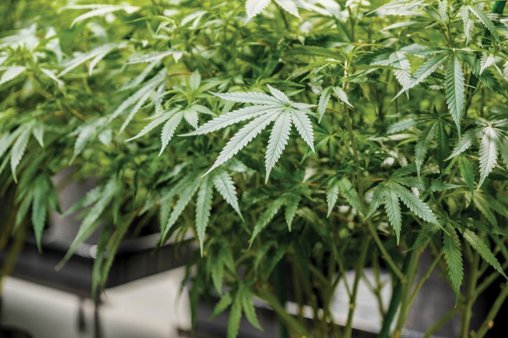 Trulieve Medical Marijuana Facility On June 14, 2018 In Quincy, Florida