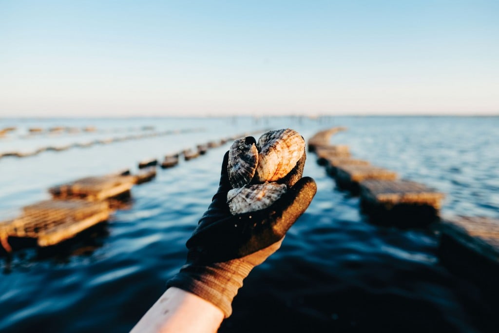 Oysters In Hand Lease In Backgound Ccsz